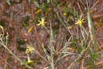 Carolina silkgrass